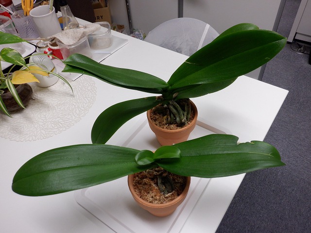 やっと植え替える事が出来ました！