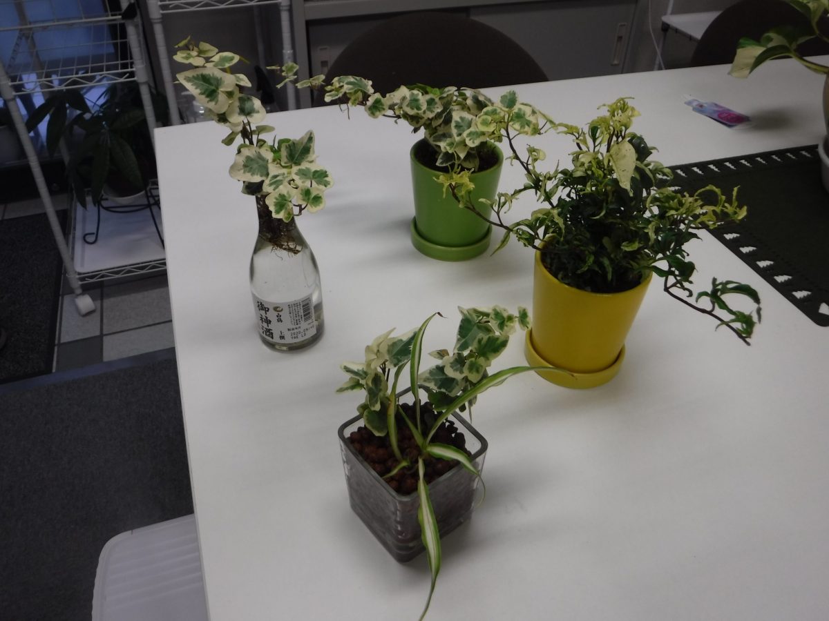 事務所の新しい仲間の観葉植物です