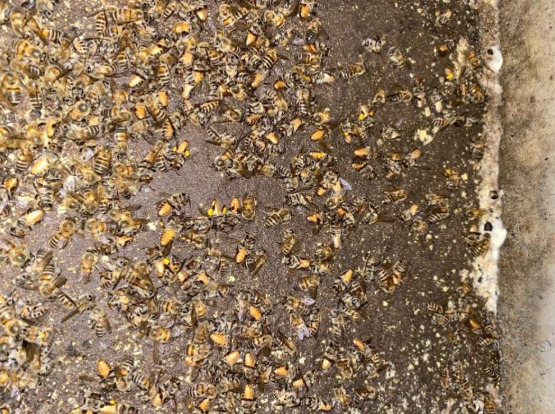 だから床下防蟻処理剤はホウ酸の一択ですよ！